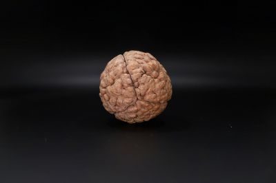 Rudraksha 3 Mukhi Rudraksha - 55.62 MM Weight - Origin - India