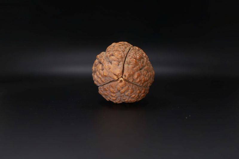 Rudraksha 3 Mukhi Rudraksha - 55.63 MM Weight - Origin - India
