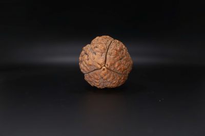 Rudraksha 3 Mukhi Rudraksha - 55.63 MM Weight - Origin - India
