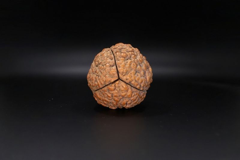 Rudraksha 3 Mukhi Rudraksha - 55.63 MM Weight - Origin - India