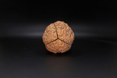 Rudraksha 3 Mukhi Rudraksha - 55.63 MM Weight - Origin - India