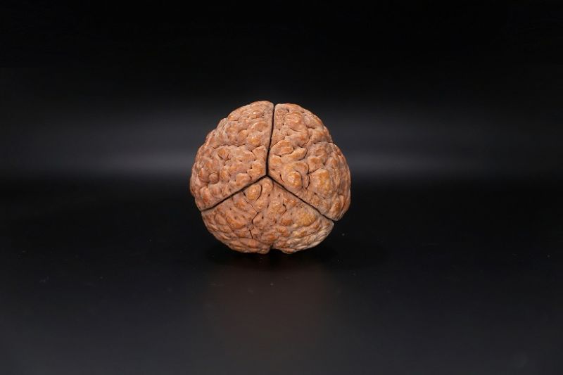 Rudraksha 3 Mukhi Rudraksha - 56.78 MM Weight - Origin - India