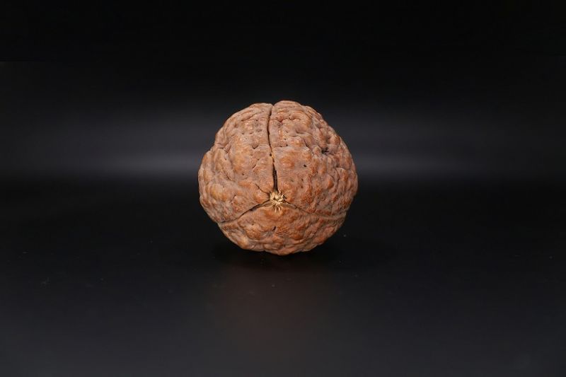 Rudraksha 3 Mukhi Rudraksha - 56.78 MM Weight - Origin - India