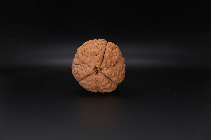 3 Mukhi Rudraksha - 57.19 MM Weight - Origin - India