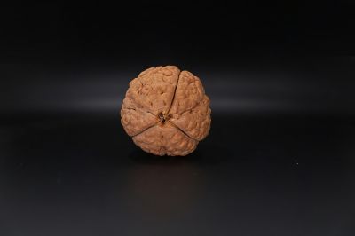 3 Mukhi Rudraksha - 57.19 MM Weight - Origin - India