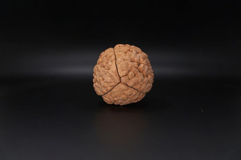 3 Mukhi Rudraksha - 57.19 MM Weight - Origin - India