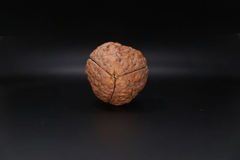 Rudraksha 3 Mukhi Rudraksha - 57.96 MM Weight - Origin - India