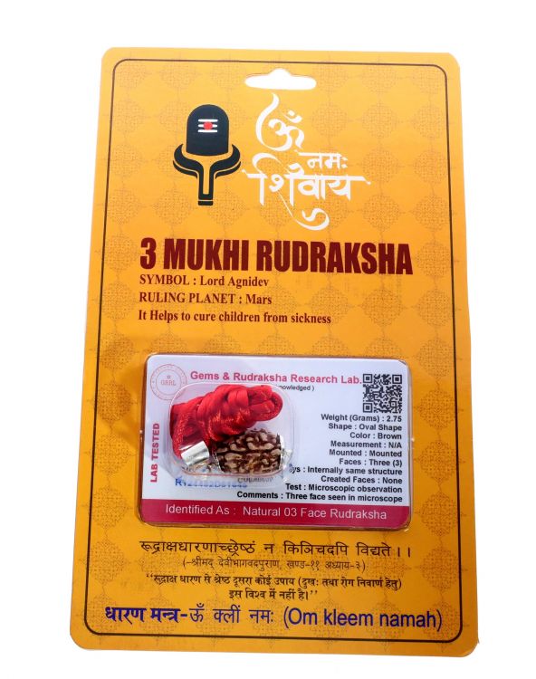 Natural 3 Mukhi Rudraksha Shanka- 2.75 Gram  Weight - Origin - Nepal