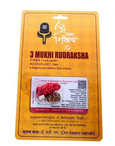 Natural 3 Mukhi Rudraksha Shanka- 2.75 Gram  Weight - Origin - Nepal