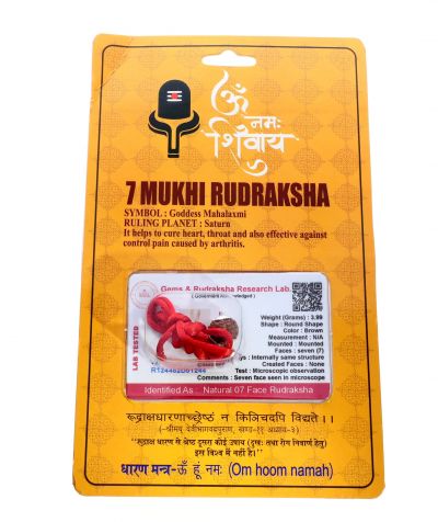 7  Mukhi Rudraksha - 3.99 Gram  Weight - Origin - Nepal