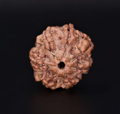 Natural 7 Mukhi Rudraksha Shanka- 3.55 Gram Weight - Origin - Nepal