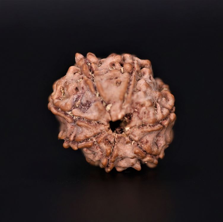 Natural 7 Mukhi Rudraksha Shanka- 3.55 Gram Weight - Origin - Nepal