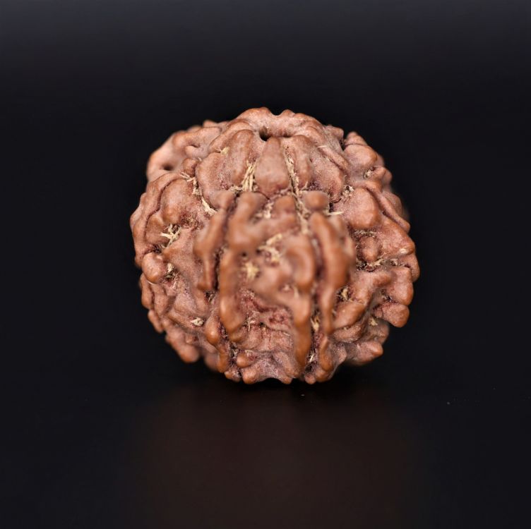 Natural 7 Mukhi Rudraksha Shanka- 3.55 Gram Weight - Origin - Nepal