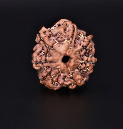 Natural 7 Mukhi Rudraksha Shanka- 3.00 Gms Weight - Origin - Nepal