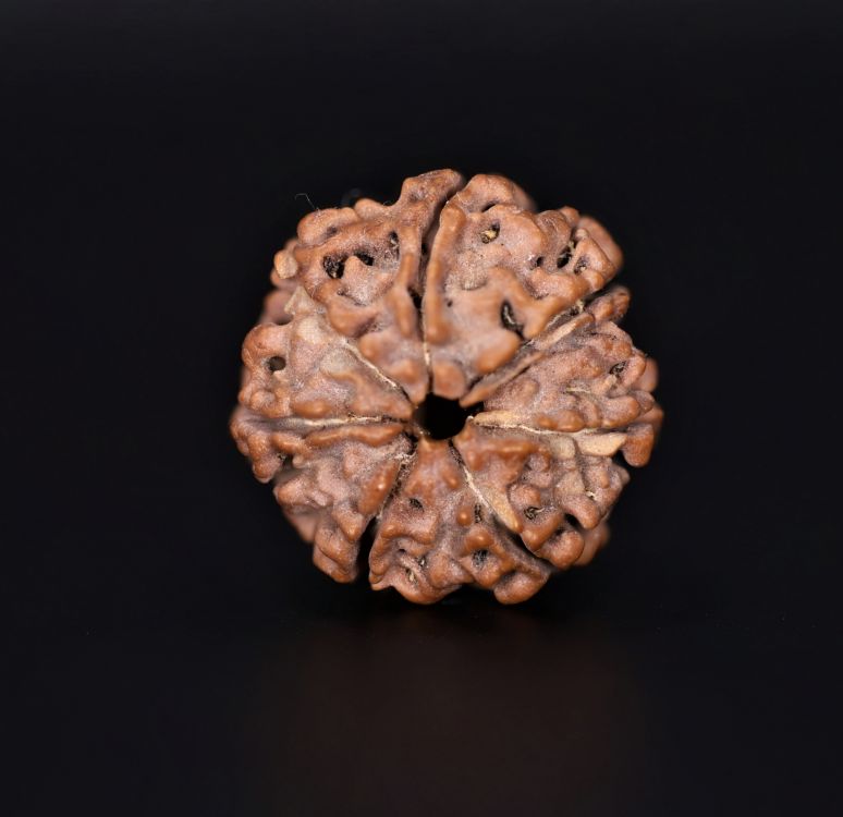 7 Mukhi Rudraksha - 2.79 Gram Weight - Origin - Nepal