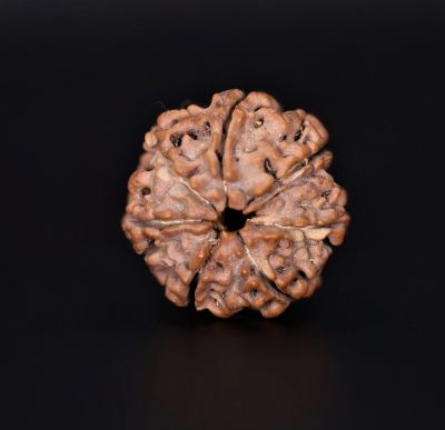7 Mukhi Rudraksha - 2.79 Gram Weight - Origin - Nepal