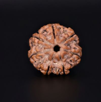 7 Mukhi Rudraksha - 2.79 Gram Weight - Origin - Nepal