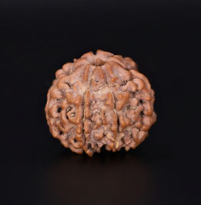 7 Mukhi Rudraksha - 2.79 Gram Weight - Origin - Nepal