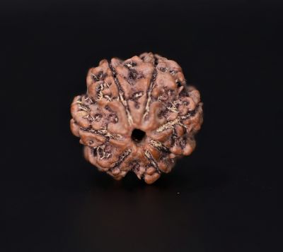 Rudraksha 7 Mukhi  Brown - 2.68 Gram Weight - Origin - Nepal
