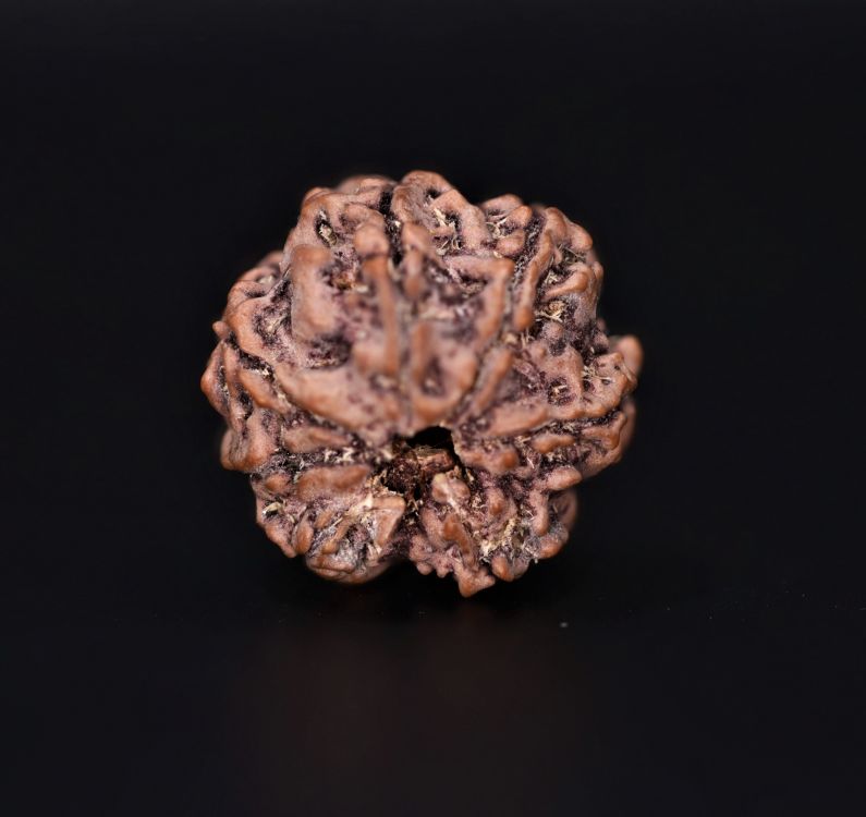 Rudraksha 7 Mukhi  Brown - 2.68 Gram Weight - Origin - Nepal