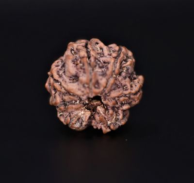 Rudraksha 7 Mukhi  Brown - 2.68 Gram Weight - Origin - Nepal