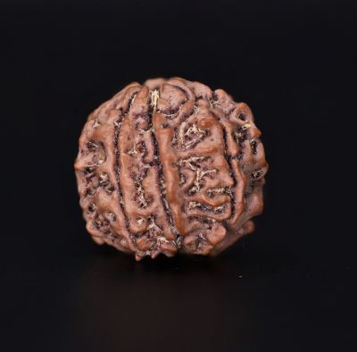 Rudraksha 7 Mukhi  Brown - 2.68 Gram Weight - Origin - Nepal