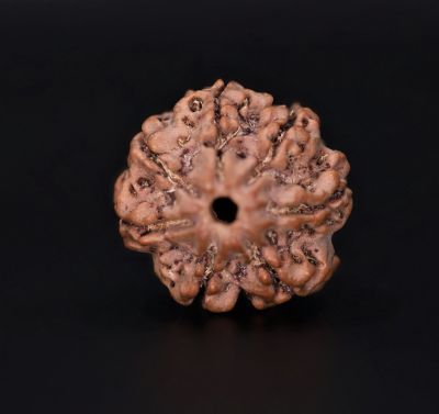 Rudraksha 7 Mukhi  Brown - 3.35 Gram Weight - Origin - Nepal