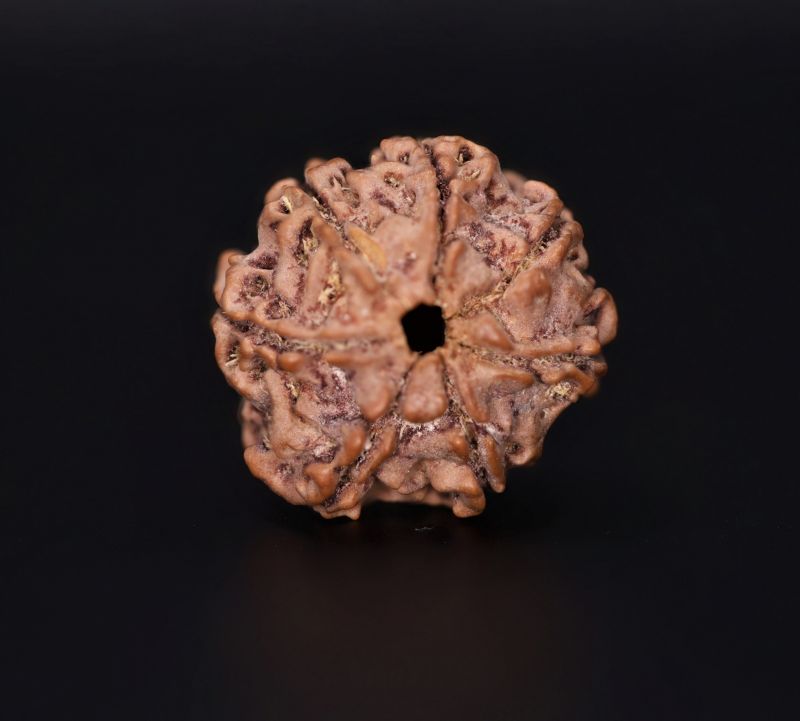 Rudraksha 7 Mukhi  Brown - 3.35 Gram Weight - Origin - Nepal