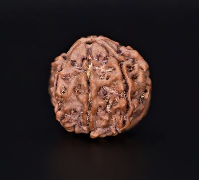 Rudraksha 7 Mukhi  Brown - 3.35 Gram Weight - Origin - Nepal