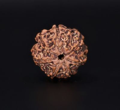 Rudraksha 7 Mukhi  Brown - 2.38 Gram  Weight - Origin - Nepal