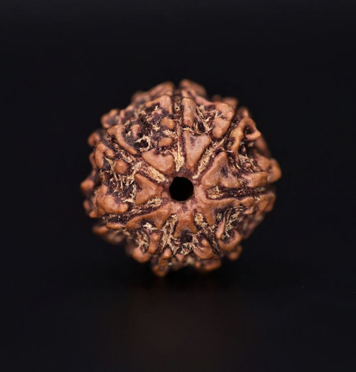 Rudraksha 7 Mukhi  Brown - 2.38 Gram  Weight - Origin - Nepal