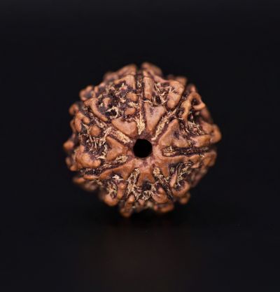 Rudraksha 7 Mukhi  Brown - 2.38 Gram  Weight - Origin - Nepal