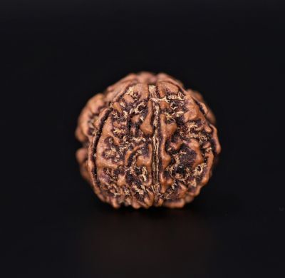Rudraksha 7 Mukhi  Brown - 2.38 Gram  Weight - Origin - Nepal