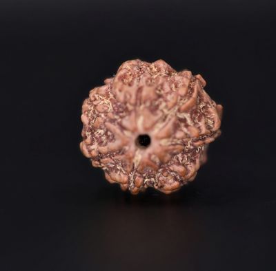 Rudraksha 7 Mukhi  Brown - 2.60 Gram Weight - Origin - Nepal