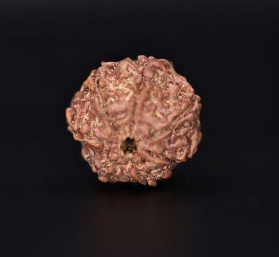 Rudraksha 7 Mukhi  Brown - 2.60 Gram Weight - Origin - Nepal