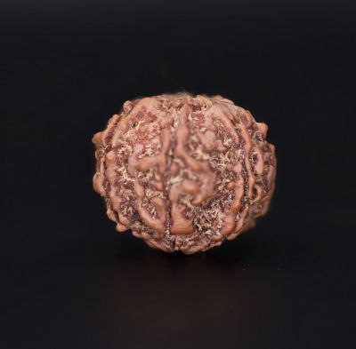 Rudraksha 7 Mukhi  Brown - 2.60 Gram Weight - Origin - Nepal