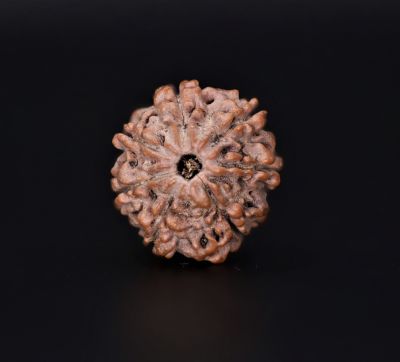 7 Mukhi Rudraksha - 2.34 Gram Weight - Origin - Nepal