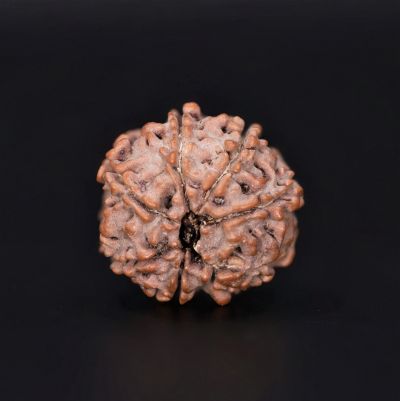 7 Mukhi Rudraksha - 2.34 Gram Weight - Origin - Nepal