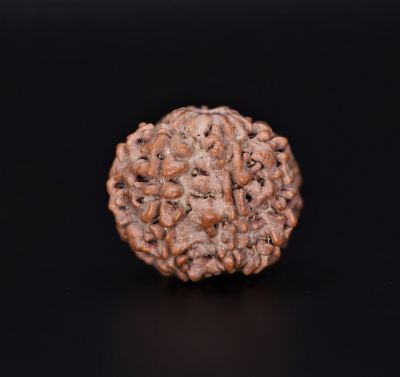 7 Mukhi Rudraksha - 2.34 Gram Weight - Origin - Nepal