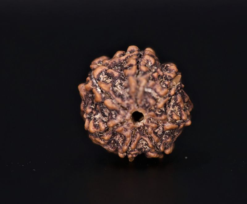 Natural 7 Mukhi Rudraksha Shanka- 2.60 Gram Weight - Origin - Nepal