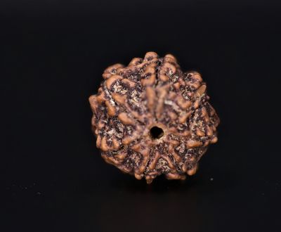 Natural 7 Mukhi Rudraksha Shanka- 2.60 Gram Weight - Origin - Nepal