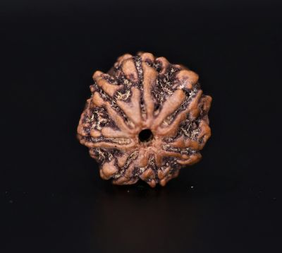Natural 7 Mukhi Rudraksha Shanka- 2.60 Gram Weight - Origin - Nepal