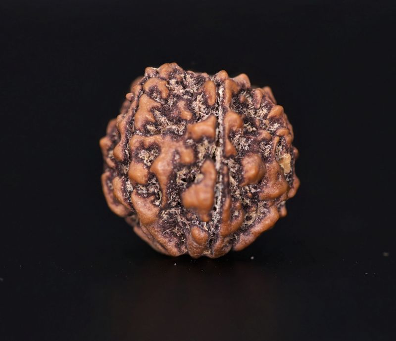 Natural 7 Mukhi Rudraksha Shanka- 2.60 Gram Weight - Origin - Nepal