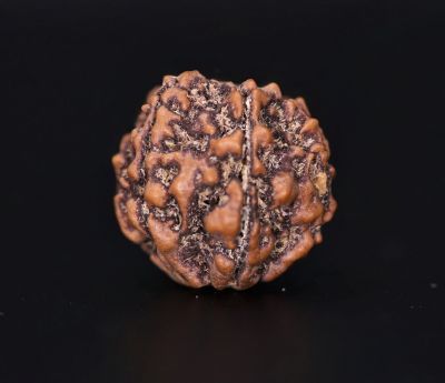 Natural 7 Mukhi Rudraksha Shanka- 2.60 Gram Weight - Origin - Nepal