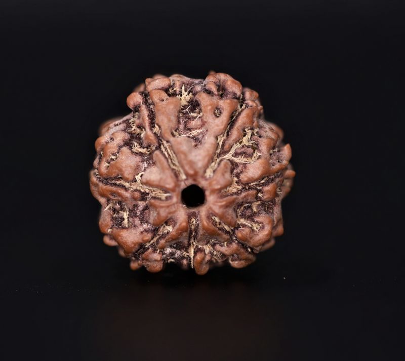 7 Mukhi Rudraksha - 3.07 Gram Weight - Origin - Nepal