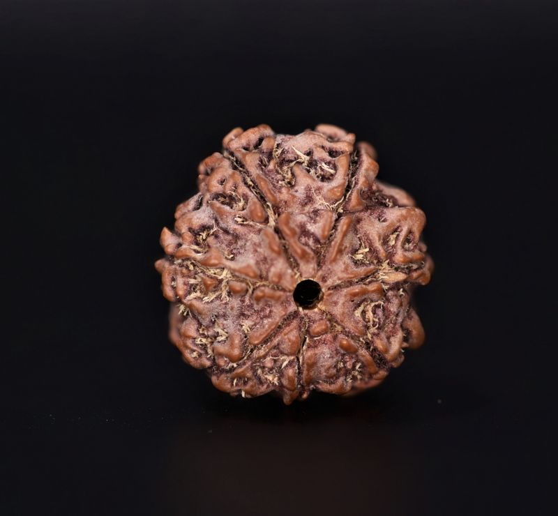 7 Mukhi Rudraksha - 3.07 Gram Weight - Origin - Nepal