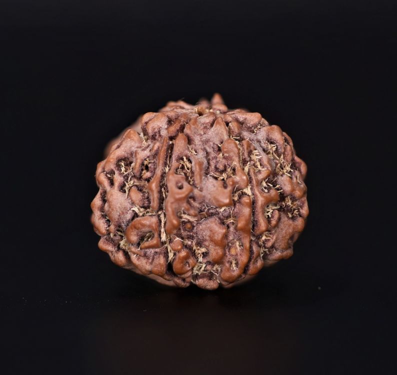 7 Mukhi Rudraksha - 3.07 Gram Weight - Origin - Nepal