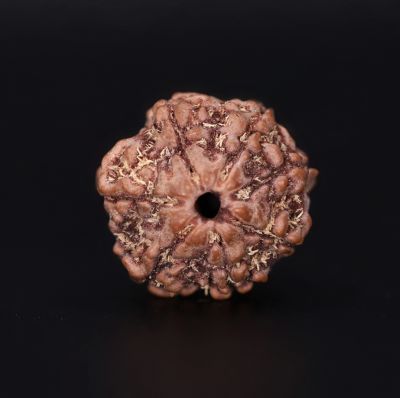 Rudraksha 7 Mukhi  Brown - 2.79 Gram Weight - Origin - Nepal