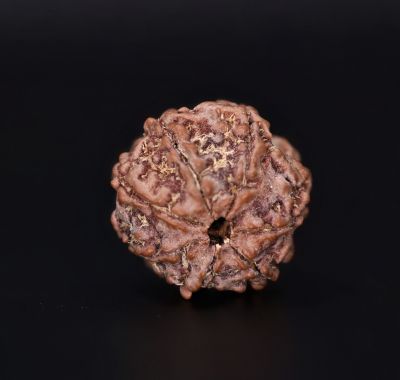 Rudraksha 7 Mukhi  Brown - 2.79 Gram Weight - Origin - Nepal