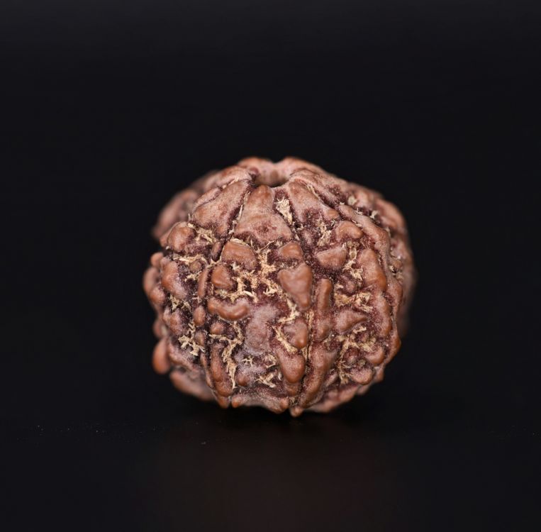 Rudraksha 7 Mukhi  Brown - 2.79 Gram Weight - Origin - Nepal